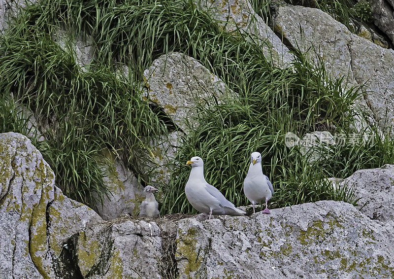 白霜鸥(Larus hyperboreus)是一种大型海鸥，繁殖在北半球的北极地区，是在鸟崖在阿奇琛，俄罗斯西北部。